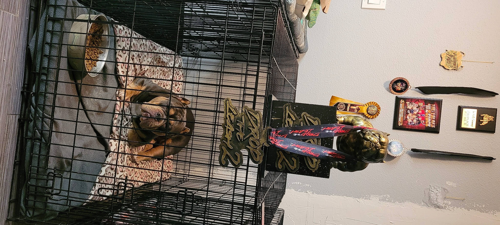 Bronson is registered to the contest to win money with this photo: animal_shelter, cage, chain_link_fencing, composite_material, cooking, dog_supply, fur, gas, meat, mesh, metal, pet_supply, picture_frame, room, service, terrestrial_animal, visual_arts, wire_fencing