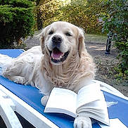 Ethan participe au concours pour gagner de l'argent avec cette photo : dog, golden_retriever, book, outdoor, chair, greenery, sunlight, relaxing, pet, animal, happy, nature, leafy, smiling, daytime, paw, reading, fur, reclining, garden