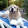 dog, golden_retriever, book, outdoor, chair, greenery, sunlight, relaxing, pet, animal, happy, nature, leafy, smiling, daytime, paw, reading, fur, reclining, garden