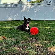 Ruby is registered to the contest to win money with this photo: dog, black_dog, grass, red_ball, backyard, fence, house, sky, clouds, sunlight, pet, playing, tongue_out, outdoor, nature, summer, greenery, happy, animal, daytime