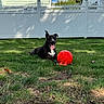 dog, black_dog, grass, red_ball, backyard, fence, house, sky, clouds, sunlight, pet, playing, tongue_out, outdoor, nature, summer, greenery, happy, animal, daytime
