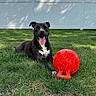 animal, black_dog, clouds, dog, fence, grass, happy, outdoor, pet, playful, red_ball, resting, sky, smiling, summer, sunny, tongue_out, toy, white_chest, yard