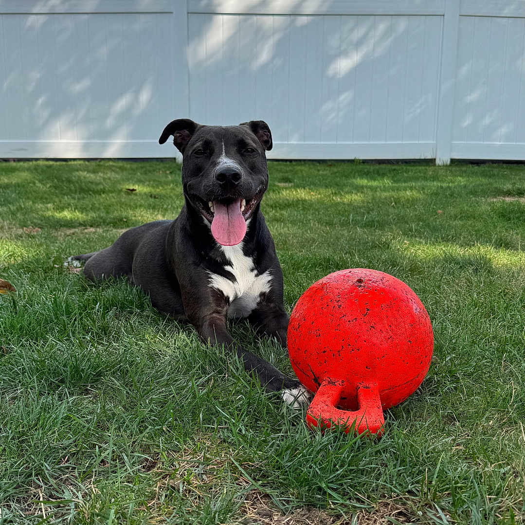 Ruby joined the competition — help win amazing prizes! animal, black_dog, clouds, dog, fence, grass, happy, outdoor, pet, playful, red_ball, resting, sky, smiling, summer, sunny, tongue_out, toy, white_chest, yard