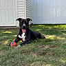 Ruby is registered to the contest to win money with this photo: dog, black_dog, ball, grass, backyard, fence, shed, sunlight, pet, canine, outdoor, playing, tongue_out, resting, animal, summer, daytime, happy, guarding, lawn
