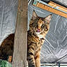 animal, beam, cat, claws, closeup, curious, ears, feline, fur, indoor, metal_mesh, multicolor, paw, pet, playful, rustic, sitting, tongue_out, whiskers, wood