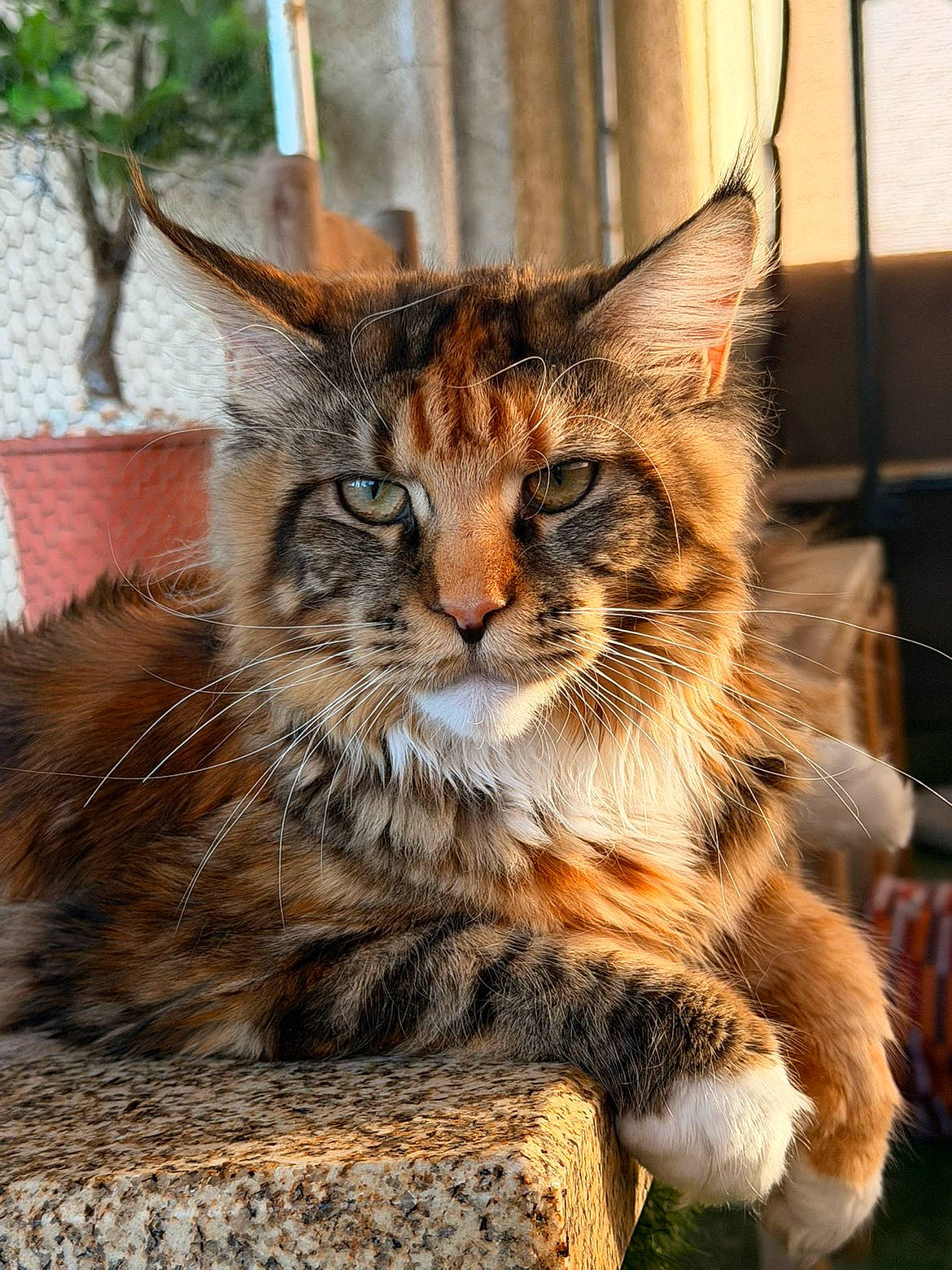 Avana a rejoint le concours — aidez-le/la à gagner de superbes lots ! animal, cat, close_up, ears, feline, fluffy, fur, greenery, maine_coon, natural_light, outdoor, paw, pet, portrait, relaxed, resting, stone_surface, sunlight, tabby, whiskers
