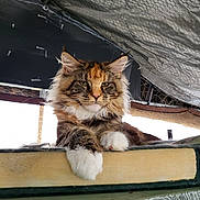 Avana participe au concours pour gagner de l'argent avec cette photo : cat, fluffy, paw, ledge, wood, indoor, animal, pet, fur, ears, whiskers, tabby, relaxed, resting, face, closeup, feline, looking_down, house, domestic