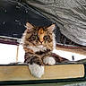 cat, fluffy, paw, ledge, wood, indoor, animal, pet, fur, ears, whiskers, tabby, relaxed, resting, face, closeup, feline, looking_down, house, domestic