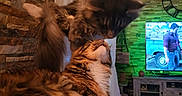 Avana a rejoint le concours — aidez-le/la à gagner de superbes lots ! affection, animal, brick_wall, cat, cats, close_up, couch, cozy, curtains, cute, feline, fluffy, furniture, indoor, living_room, mammal, pet, resting, television, two_animals