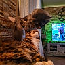 affection, animal, brick_wall, cat, cats, close_up, couch, cozy, curtains, cute, feline, fluffy, furniture, indoor, living_room, mammal, pet, resting, television, two_animals