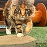 animal, black, cat, closeup, confident, ears, eyes, fluffy, focused, fur, green_turf, nature, orange, outdoor, pet, stone, walking, whiskers, white_paws, wooden_spool