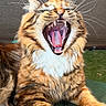 animal, cat, closeup, cute, feline, fur, furry, indoor, mouth_open, paw, pet, portrait, relaxed, resting, striped, tabby, teeth, tongue, whiskers, yawning