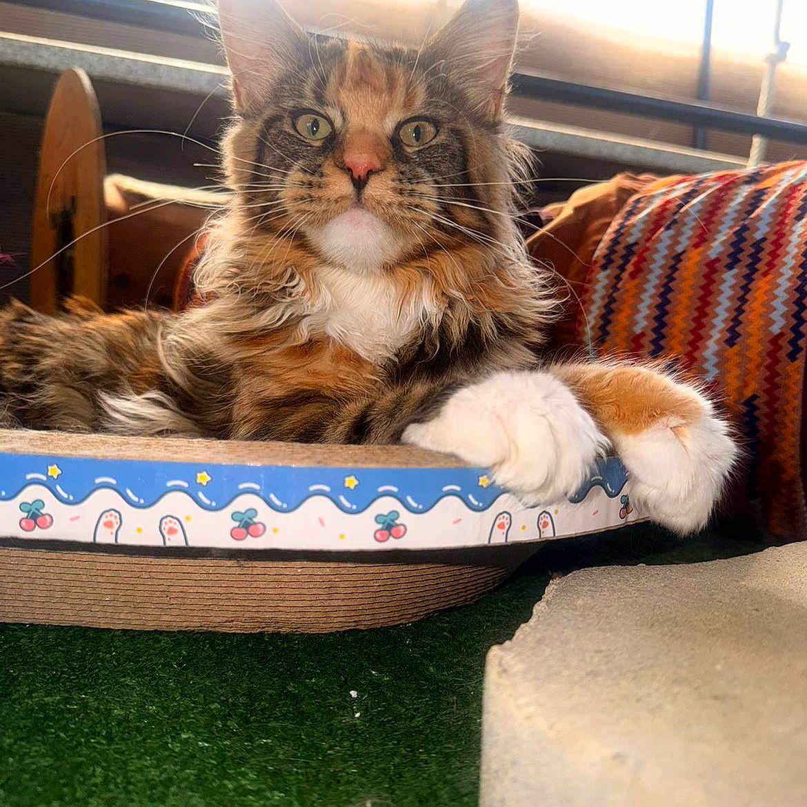 Avana participe au concours pour gagner de l'argent avec cette photo : cat, fluffy, feline, pet, indoor, sunlight, bed, pattern, colorful, window, relaxed, fur, whiskers, paw, closeup, portrait, animal, cozy, resting, curious