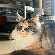 Umber a rejoint le concours — aidez-le/la à gagner de superbes lots ! abyssinian, angora, animal, architecture, building, cat, chair, couch, diningroom, furniture, hardwood, indoors, interiordesign, kitten, livingroom, manx, pet, room, table, wood