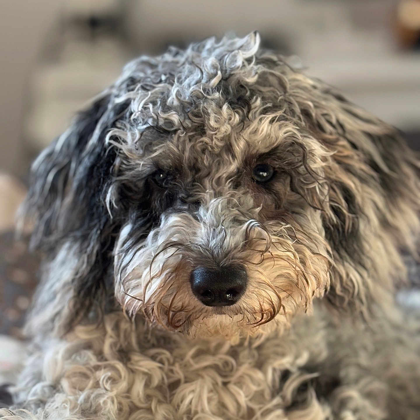 Blu joined the competition — help win amazing prizes! affenpinscher, airedale, animal, canine, cockerspaniel, dog, pet, poodle, puppy, terrier, whitedog