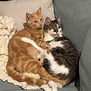 Timon a rejoint le concours — aidez-le/la à gagner de superbes lots ! cat, orange_cat, gray_and_white_cat, couch, blanket, cozy, pets, feline, snuggling, indoor, fur, relaxed, animal, cute, companion, resting, domestic_cat, two_cats, home, comfort