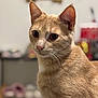 Timon a rejoint le concours — aidez-le/la à gagner de superbes lots ! cat, ginger_cat, indoor, close_up, portrait, whiskers, soft_fur, curious, animal, pet, feline, ears, eyes, nose, muzzle, domestic_cat, blurred_background, cute, alert, focus