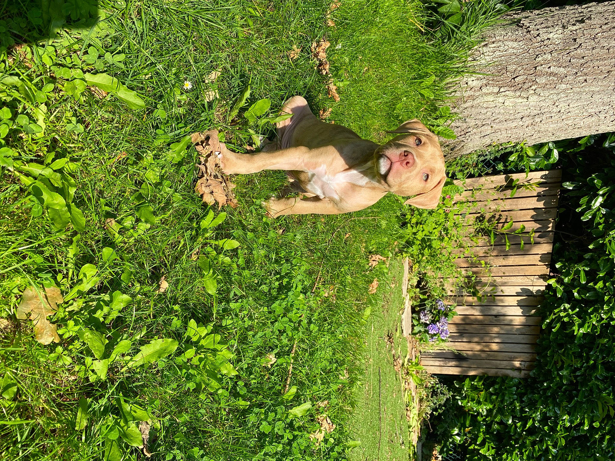 Kayla participe au concours pour gagner de l'argent avec cette photo : botany, fawn, garden, grass, grass_family, grassland, groundcover, landscape, leaf, natural_landscape, pasture, people_in_nature, plant, shrub, sporting_group, spring, terrestrial_animal, tree, vegetation, wildlife