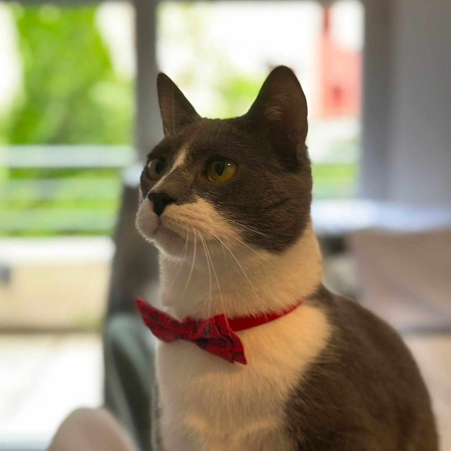 Yoko participe au concours pour gagner de l'argent avec cette photo : cat, indoor, pet, bow_tie, gray_cat, white_cat, portrait, animal, feline, domestic_cat, whiskers, ears, yellow_eyes, soft_light, window, blurred_background, sitting, close_up, cute, house