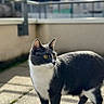 Yoko a rejoint le concours — aidez-le/la à gagner de superbes lots ! cat, tuxedo_cat, yellow_eyes, alert, outdoor, patio, sunlight, fur, whiskers, animal, pet, curious, standing, side_view, shadow, concrete, balcony, daylight, domestic_cat, quiet