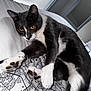 Yoko a rejoint le concours — aidez-le/la à gagner de superbes lots ! amber_eyes, animal, bed, bedspread, black_and_white, cat, close_up, comfortable, domestic_cat, feline, fur, home, indoor, map_print, paws, pet, relaxed, resting, stretching, whiskers