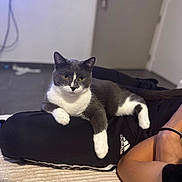 Yoko a rejoint le concours — aidez-le/la à gagner de superbes lots ! cat, tuxedo_cat, pet, indoor, lounge, person, clothing, adidas, lap, feline, relaxing, yellow_eyes, black_and_white, floor, door, carpet, human_arm, casual, home, resting