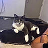cat, tuxedo_cat, pet, indoor, lounge, person, clothing, adidas, lap, feline, relaxing, yellow_eyes, black_and_white, floor, door, carpet, human_arm, casual, home, resting