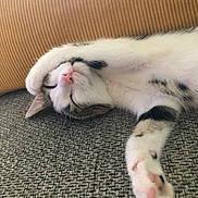 Rio participe au concours pour gagner de l'argent avec cette photo : cat, sleeping, paw, couch, pillow, relaxed, pet, fur, pink_nose, tabby, white_fur, indoor, cozy, nap, cute, whiskers, animal, resting, closeup, domestic