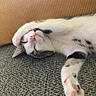 cat, sleeping, paw, couch, pillow, relaxed, pet, fur, pink_nose, tabby, white_fur, indoor, cozy, nap, cute, whiskers, animal, resting, closeup, domestic