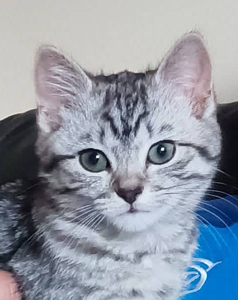 Cleocatra is registered to the contest to win money with this photo: art, carnivore, cat, domestic_short_haired_cat, felidae, fur, illustration, paint, painting, paw, small_to_medium_sized_cats, snout, tail, terrestrial_animal, whiskers, wildlife, window