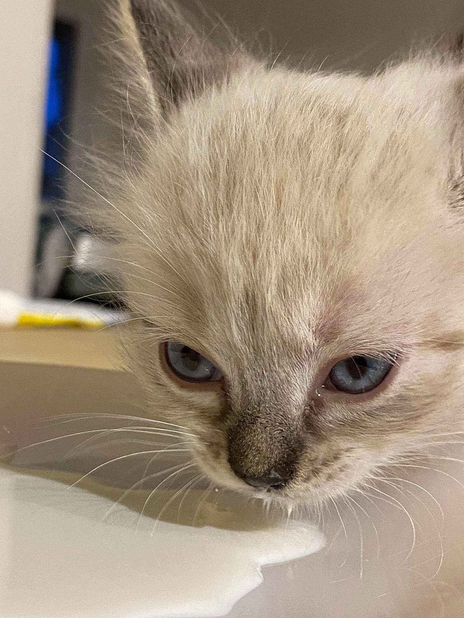 Mewtow a rejoint le concours — aidez-le/la à gagner de superbes lots ! birman, carnivore, cat, comfort, domestic_short_haired_cat, eye, eyelash, fawn, felidae, fur, head, iris, no_expression, nose, small_to_medium_sized_cats, snout, terrestrial_animal, whiskers, window