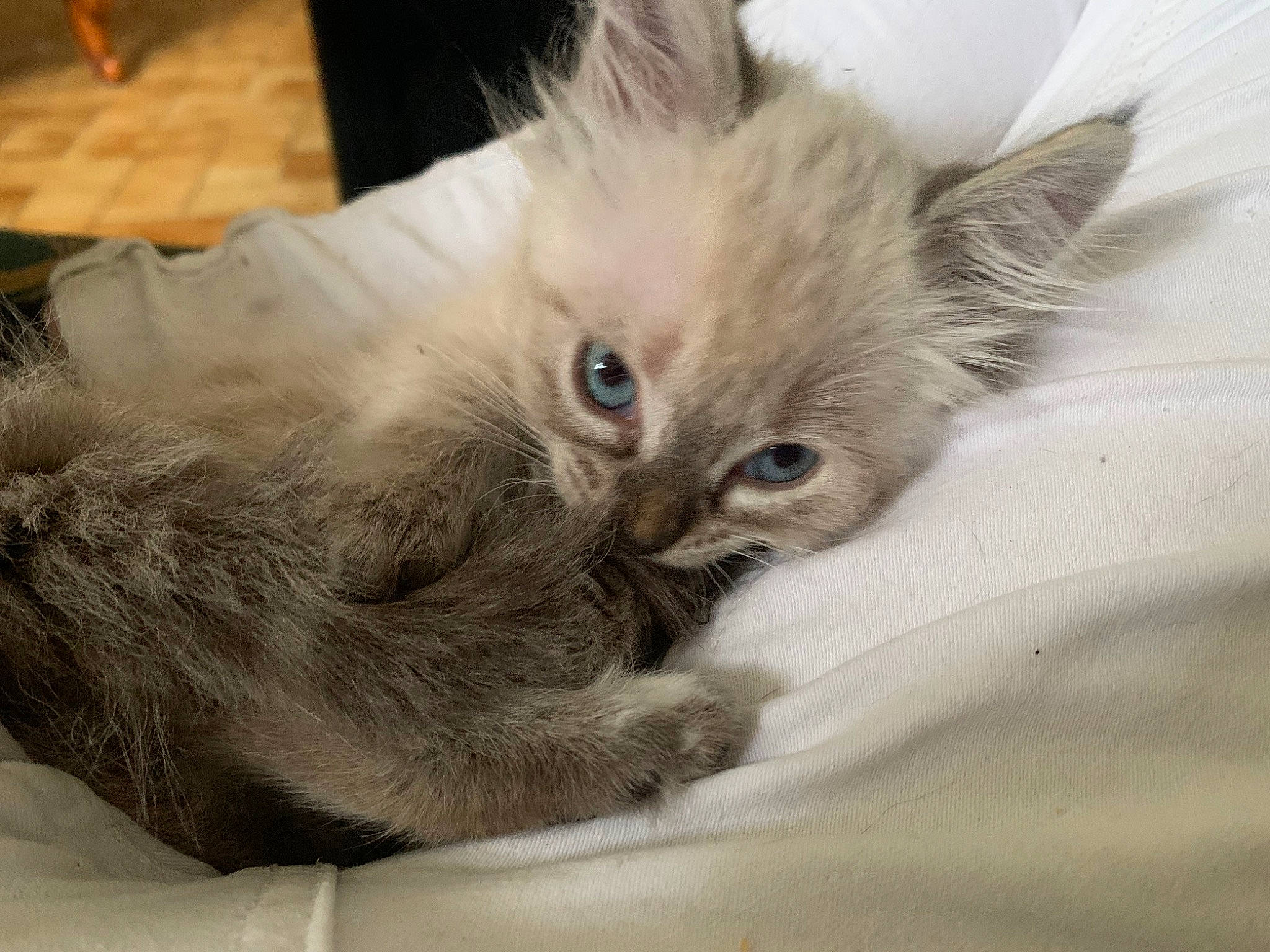 Mewtow participe au concours pour gagner de l'argent avec cette photo : balinese, carnivore, cat, claw, comfort, domestic_short_haired_cat, eye, fawn, felidae, fur, hair, head, paw, small_to_medium_sized_cats, snout, tail, terrestrial_animal, thai, tonkinese, whiskers