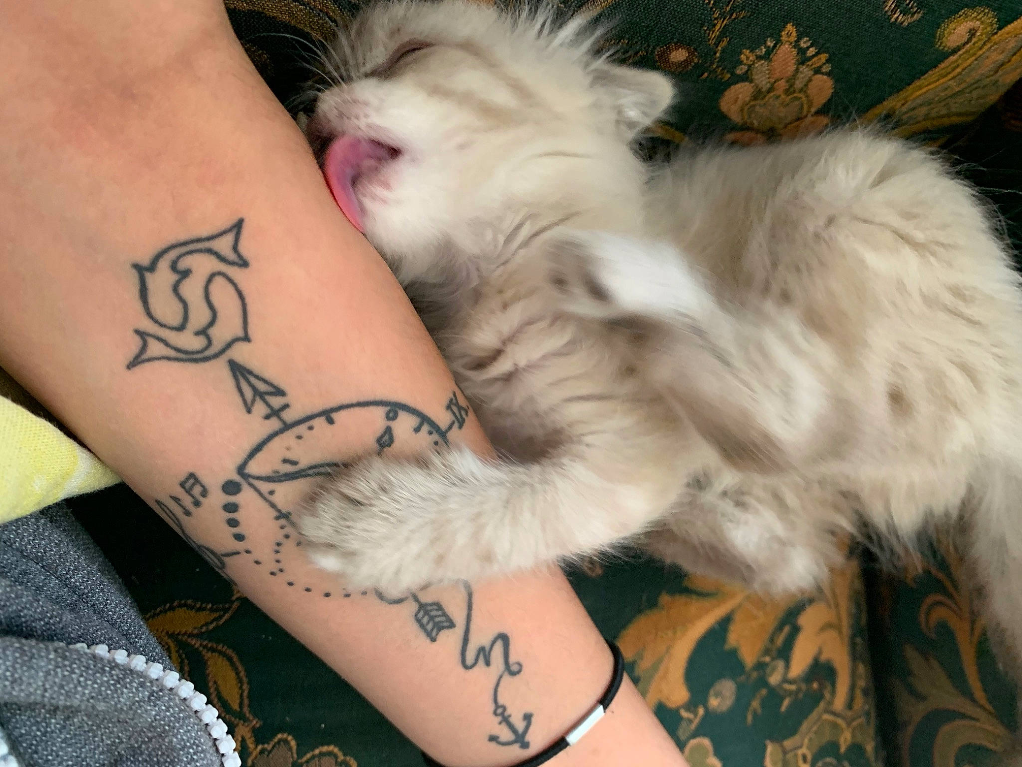 Mewtow a rejoint le concours — aidez-le/la à gagner de superbes lots ! carnivore, cat, companion_dog, cover_up, dog_breed, elbow, felidae, font, human_leg, lap, nail, pattern, sleeve, small_to_medium_sized_cats, tattoo, temporary_tattoo, thigh, whiskers, wing, wrist