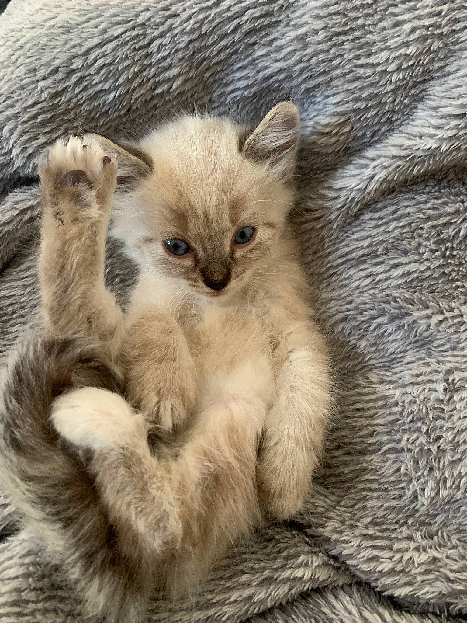 Mewtow participe au concours pour gagner de l'argent avec cette photo : carnivore, cat, claw, comfort, domestic_short_haired_cat, fawn, felidae, fur, nap, paw, photo_caption, sleep, small_to_medium_sized_cats, snout, tail, terrestrial_animal, whiskers, wildlife, wood