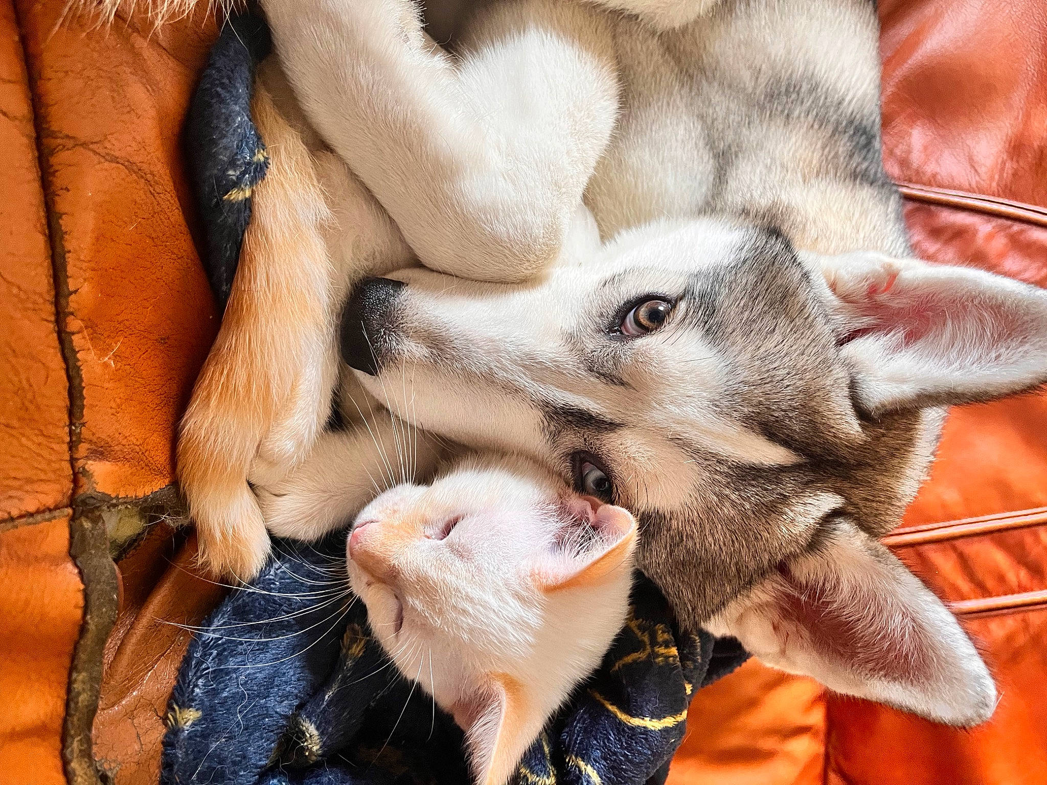 Nova participe au concours pour gagner de l'argent avec cette photo : carnivore, claw, close_up, comfort, dog, dog_breed, fawn, felidae, foot, fur, gesture, human_leg, nail, paw, small_to_medium_sized_cats, snout, sporting_group, textile, whiskers, working_animal