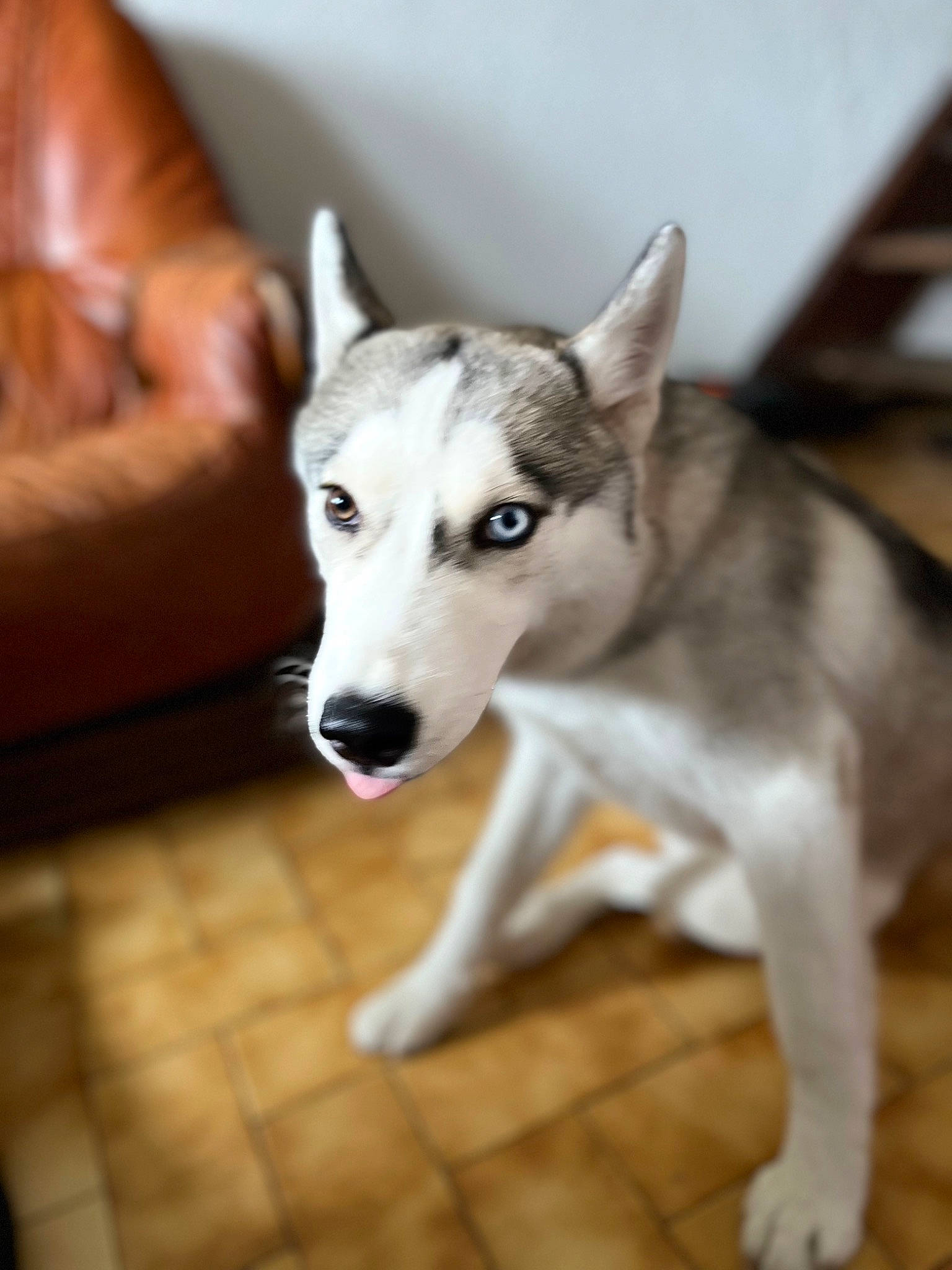 Nova a rejoint le concours — aidez-le/la à gagner de superbes lots ! ancient_dog_breeds, canidae, canis, carnivore, comfort, companion_dog, dog, dog_breed, flooring, foot, fur, non_sporting_group, sitting, sled_dog, snout, sporting_group, terrestrial_animal, wood, working_animal, working_dog