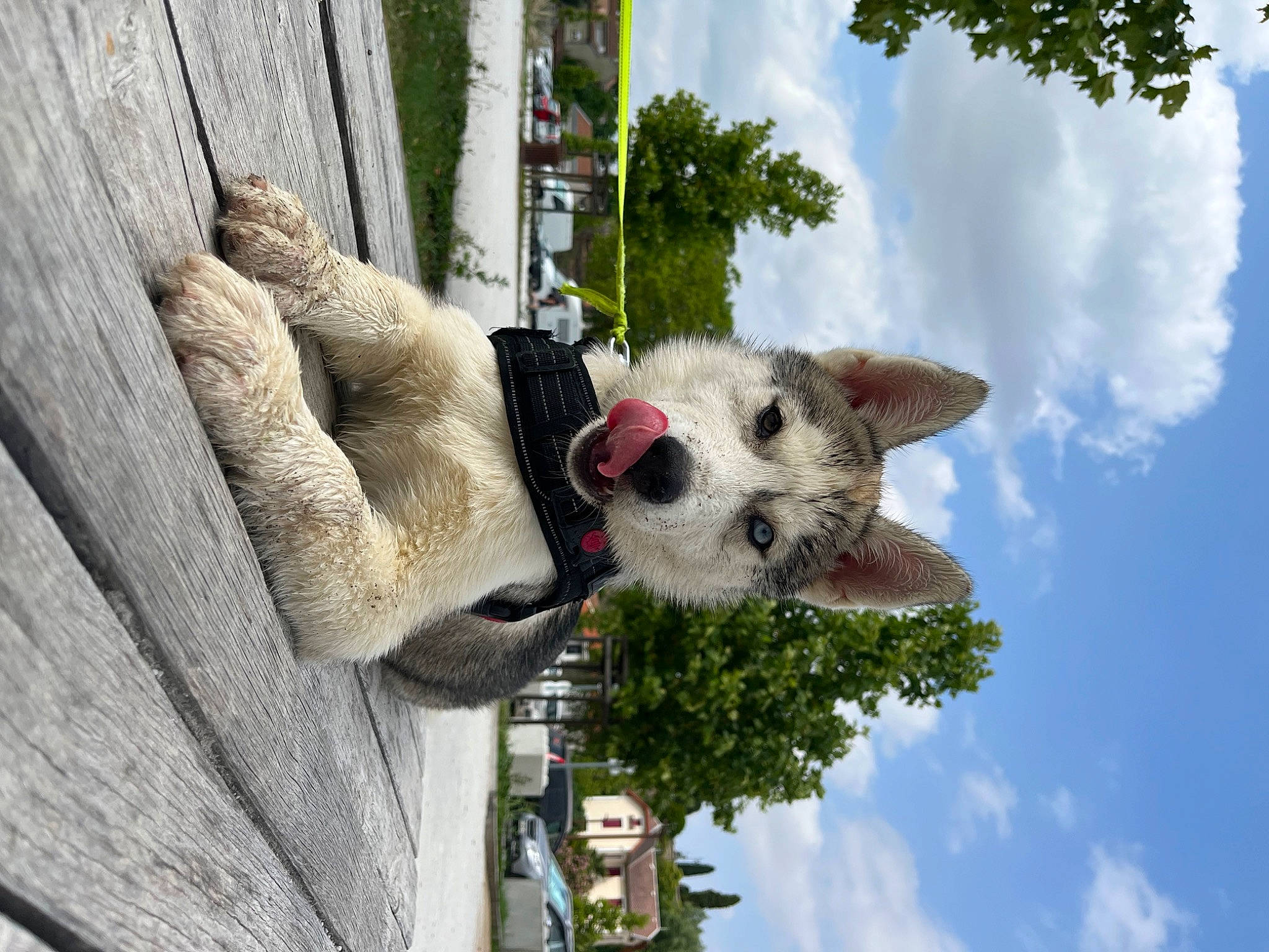 Nova participe au concours pour gagner de l'argent avec cette photo : art, cloud, cumulus, daytime, fur, plant, pole, sky, snout, stuffed_toy, tree, wood, world