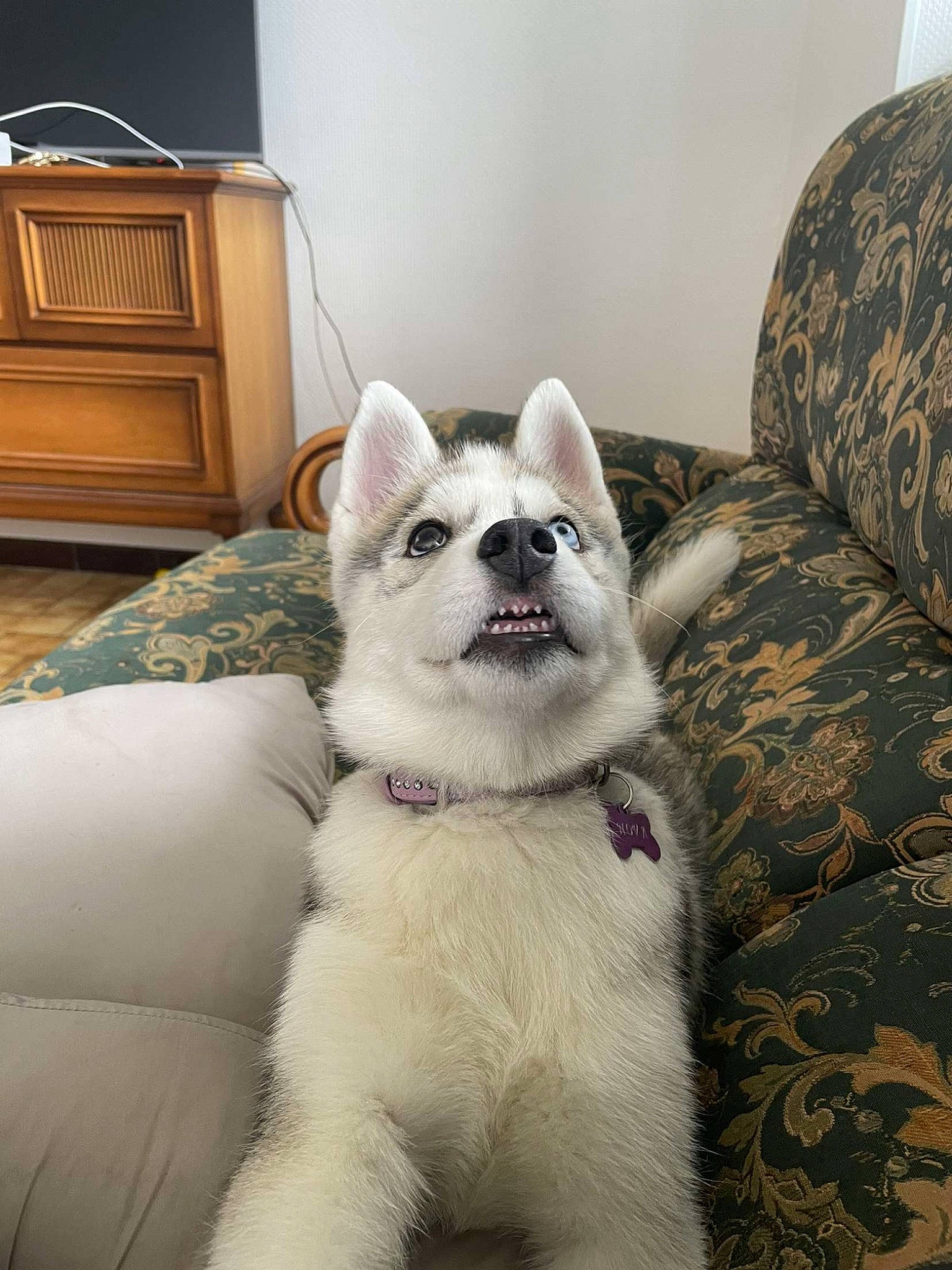 Nova a rejoint le concours — aidez-le/la à gagner de superbes lots ! cabinetry, canidae, carnivore, chest_of_drawers, comfort, companion_dog, couch, cupboard, dog, dog_breed, dog_supply, drawer, fawn, fur, snout, sporting_group, terrestrial_animal, toy_dog, whiskers, working_animal