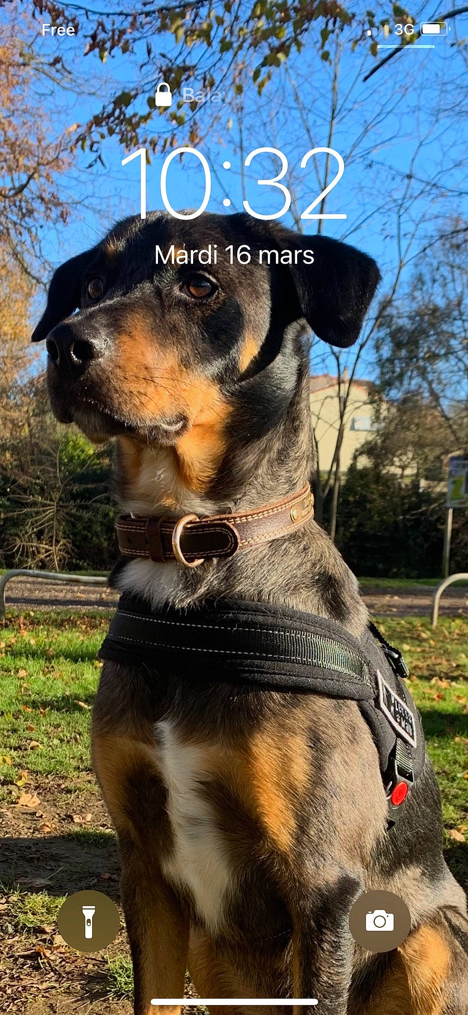 Zango participe au concours pour gagner de l'argent avec cette photo : carnivore, collar, companion_dog, dog, dog_breed, dog_collar, fawn, font, grass, guard_dog, liver, pet_supply, plant, sky, snout, sporting_group, tree, whiskers, working_animal, working_dog