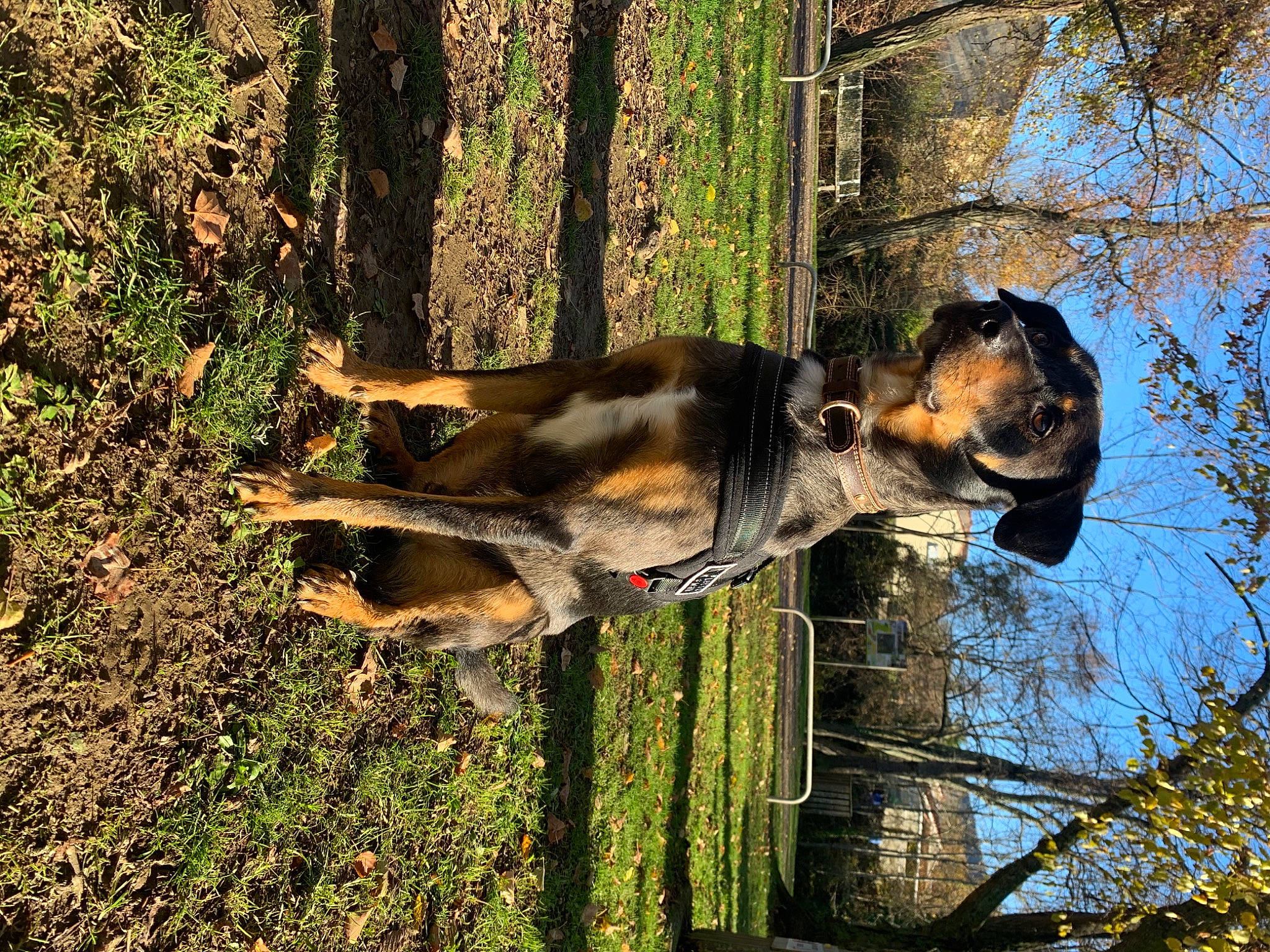 Zango a rejoint le concours — aidez-le/la à gagner de superbes lots ! biting, canidae, carnivore, dog, dog_breed, fawn, forest, german_shepherd_dog, old_german_shepherd_dog, plant, sky, snout, sporting_group, terrestrial_animal, tree, trunk, twig, wood, woody_plant, working_animal