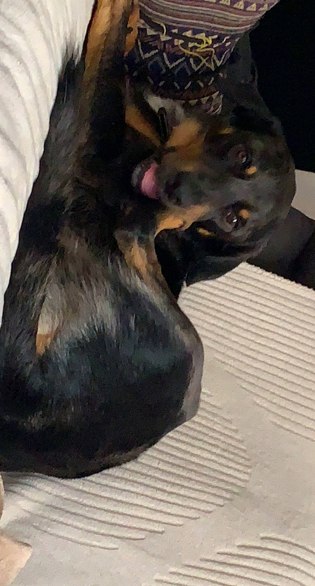 Zango a rejoint le concours — aidez-le/la à gagner de superbes lots ! art, canidae, carnivore, companion_dog, dog, dog_breed, fawn, felidae, fur, grey, guard_dog, liver, non_sporting_group, paw, snout, sporting_group, terrestrial_animal, whiskers, working_animal, working_dog