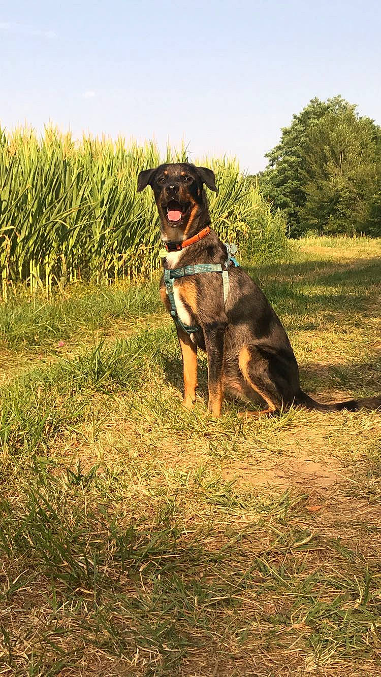 Zango participe au concours pour gagner de l'argent avec cette photo : canidae, carnivore, collar, companion_dog, dog, dog_breed, dog_collar, electric_blue, fawn, field, grass, grassland, guard_dog, landscape, plant, prairie, sky, sporting_group, tree, working_animal