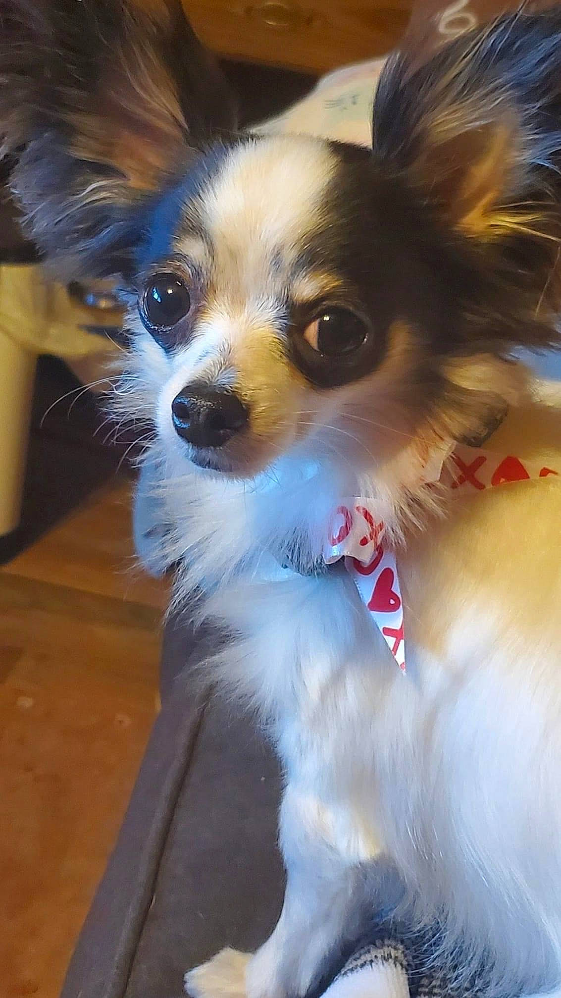 Mitzi is registered to the contest to win money with this photo: canidae, carnivore, companion_dog, dog, dog_breed, dog_supply, fawn, fur, snout, sporting_group, terrestrial_animal, toy_dog, whiskers, working_animal