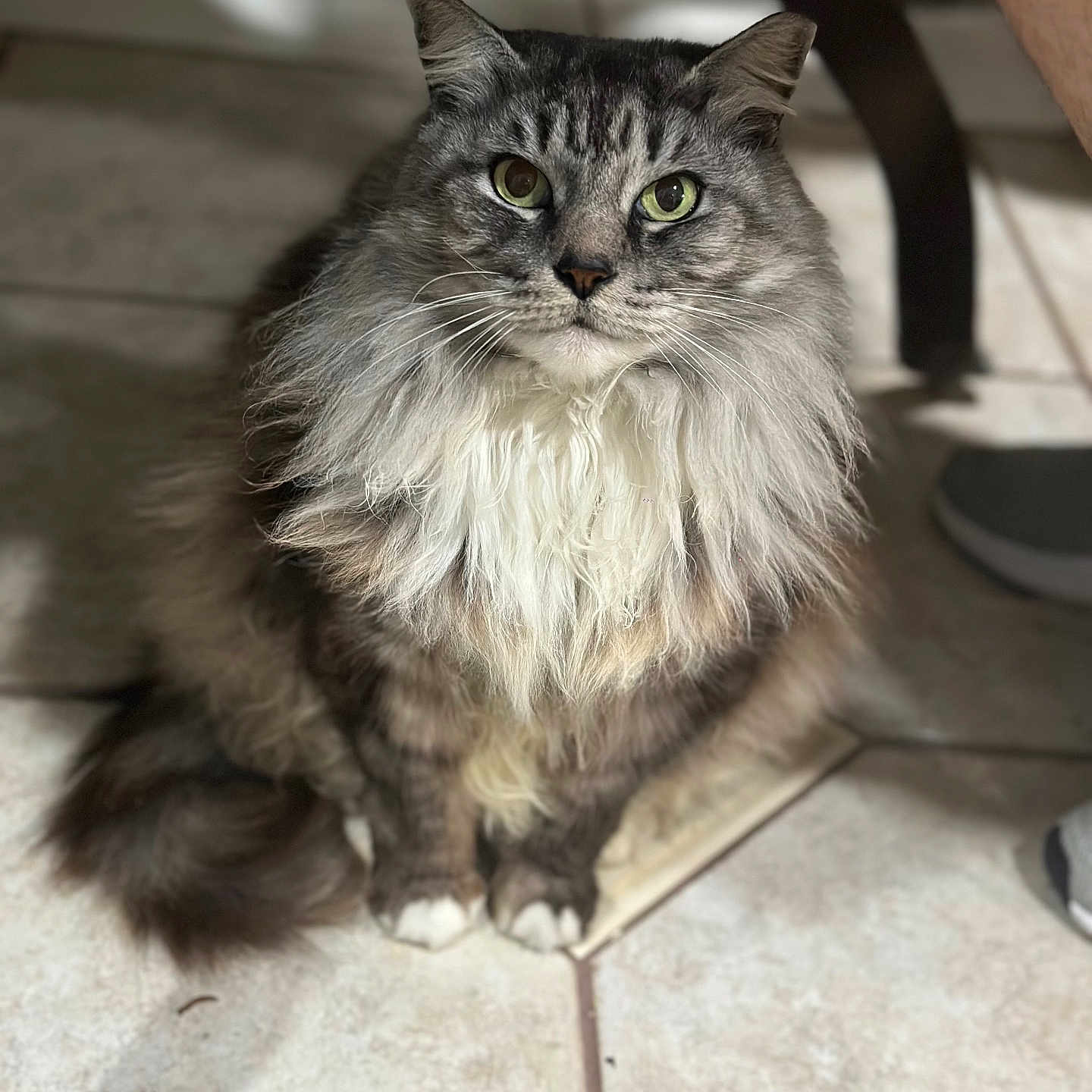 Kitty joined the competition — help win amazing prizes! cat, fluffy_cat, long_fur, green_eyes, sitting, tile_floor, indoor, pet, domestic_animal, feline, whiskers, close_up, portrait, shadow, light, person_leg, shoe, curious, calm, home
