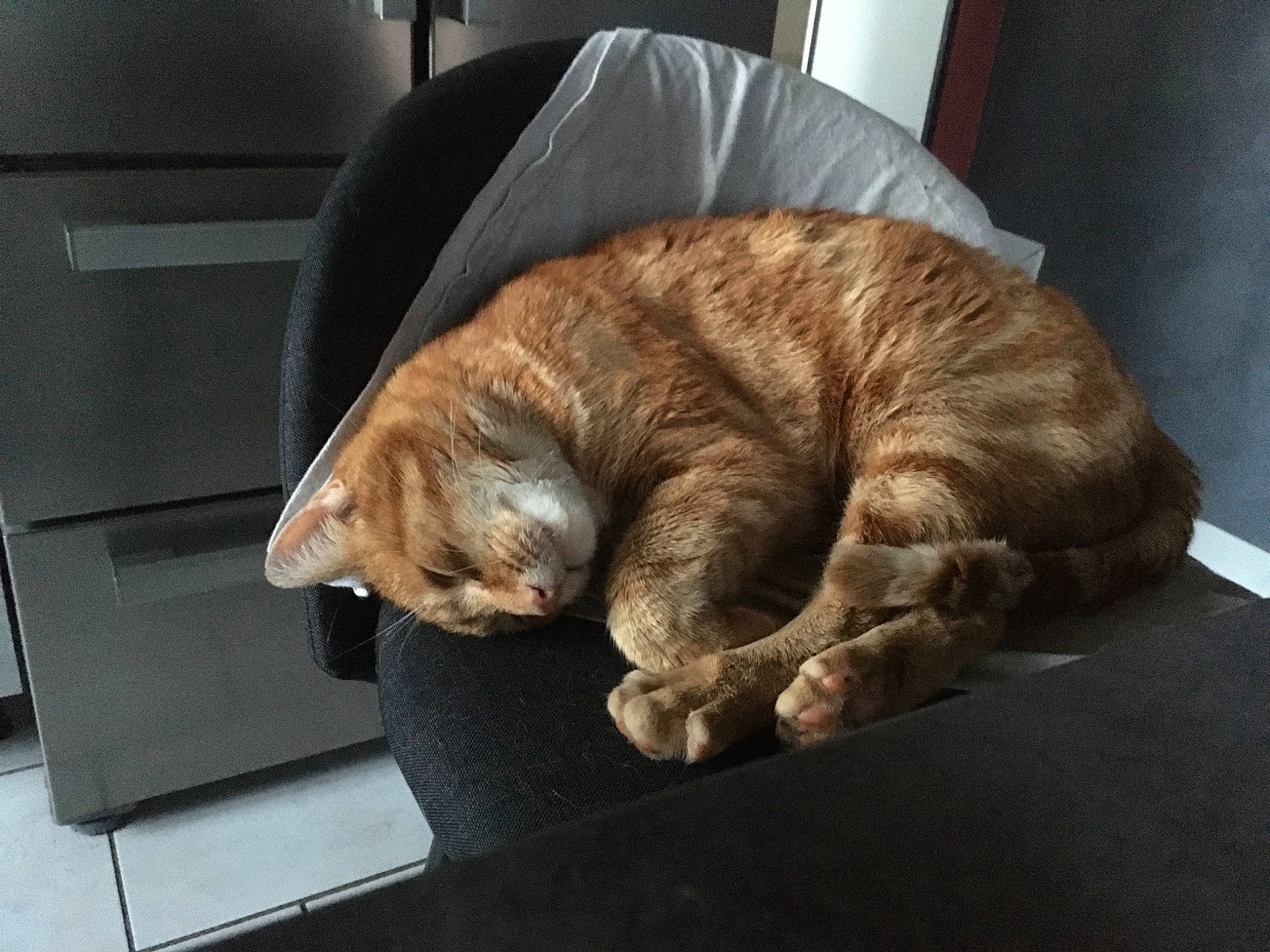 Léa a rejoint le concours — aidez-le/la à gagner de superbes lots ! carnivore, cat, felidae, fur, nap, paw, sleep, small_to_medium_sized_cats, tabby_cat, whiskers