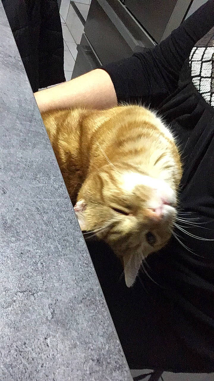 Léa participe au concours pour gagner de l'argent avec cette photo : carnivore, cat, ear, european_shorthair, fawn, felidae, fur, kitten, persian, small_to_medium_sized_cats, snout, tabby_cat, whiskers