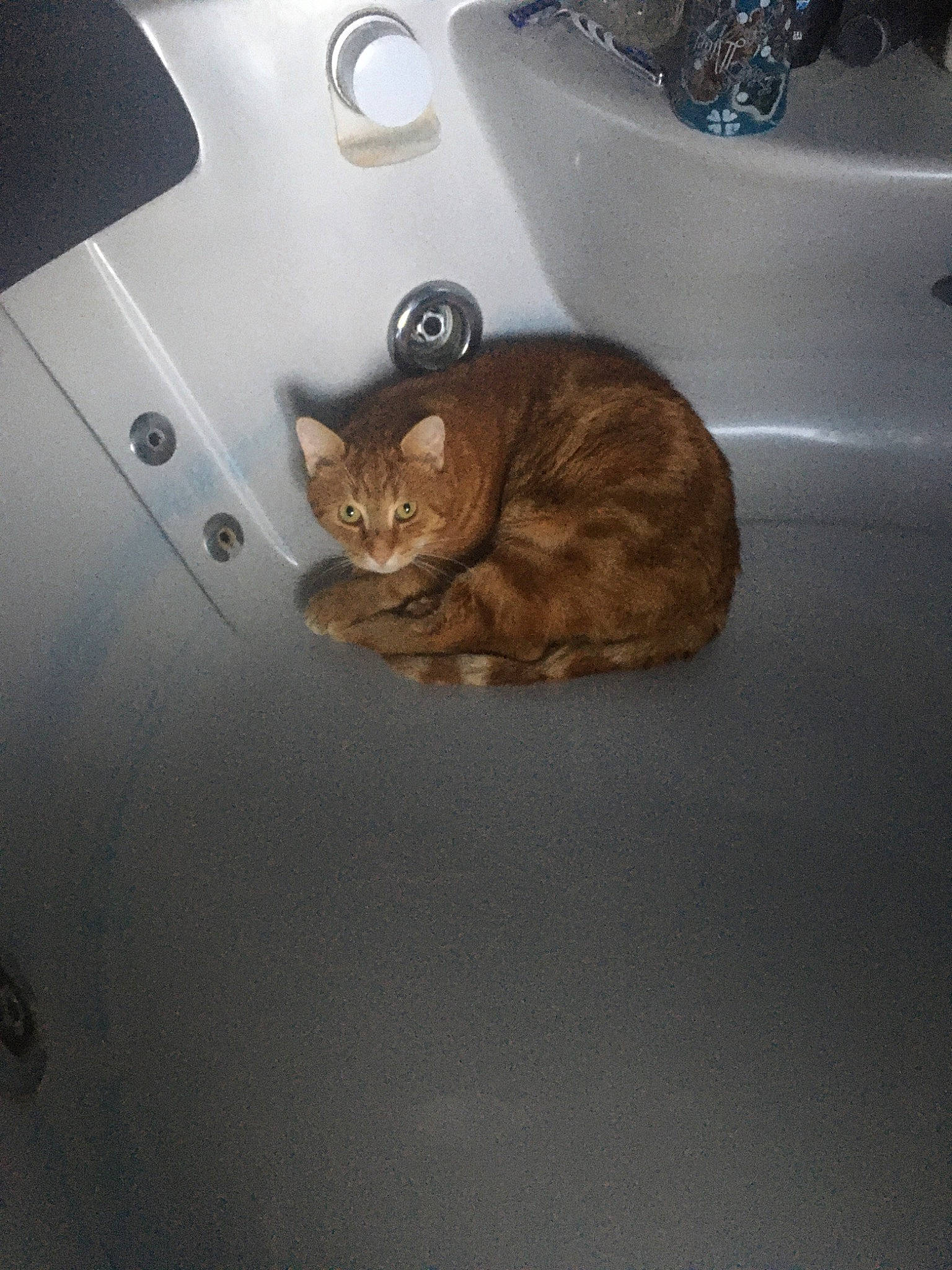 Léa participe au concours pour gagner de l'argent avec cette photo : carnivore, cat, domestic_short_haired_cat, european_shorthair, felidae, floor, plumbing_fixture, room, sink, small_to_medium_sized_cats, tabby_cat, whiskers