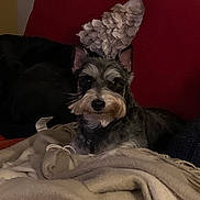 Clara is registered to the contest to win money with this photo: animal, blanket, companion, couch, cozy, cute, dog, domestic, ears, face, fur, furniture, home, indoor, pet, pillow, relaxing, resting, sitting, small_dog