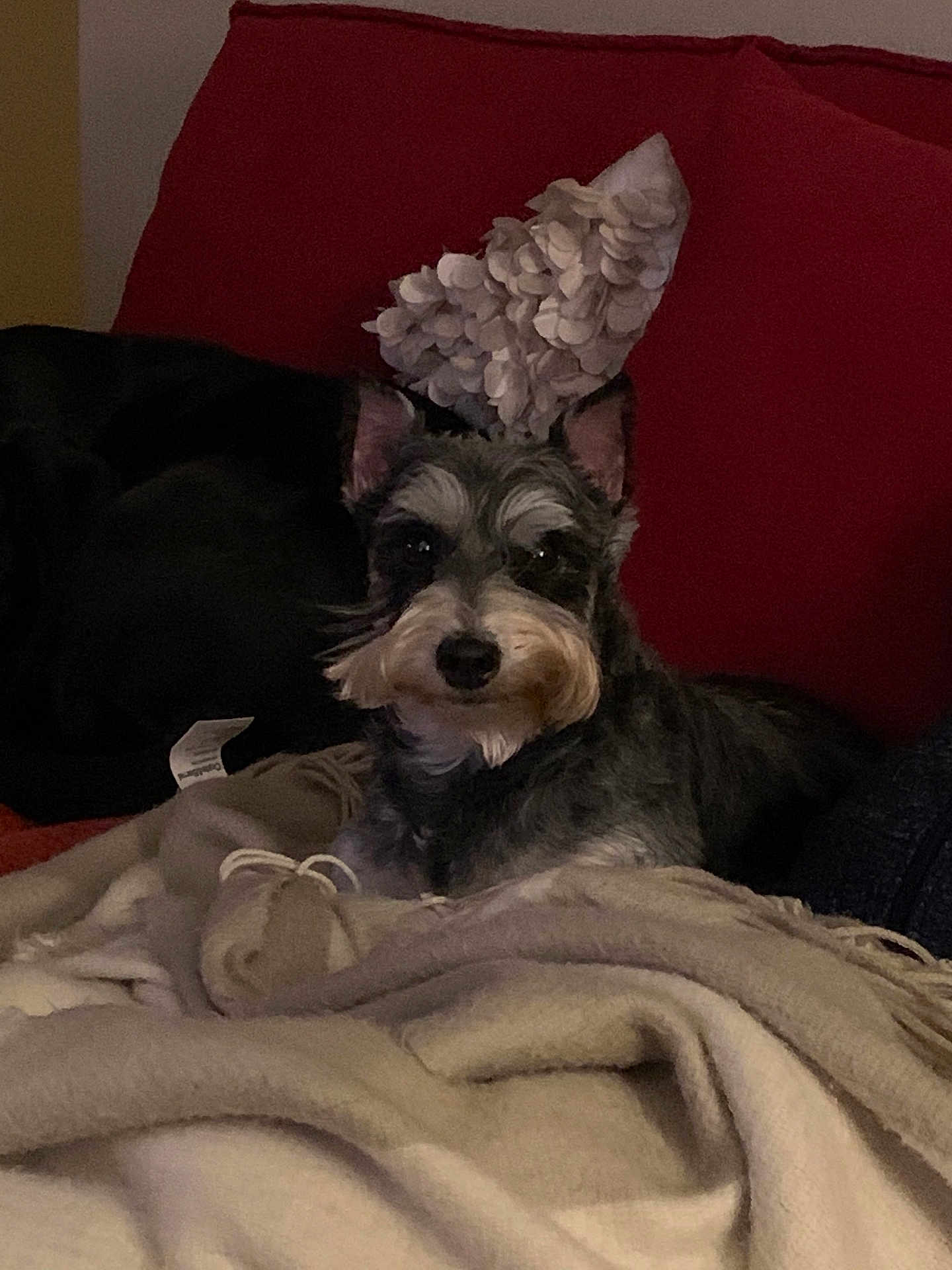 Clara