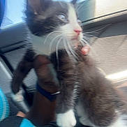 Doomsday is registered to the contest to win money with this photo: animal, black_and_white, blur, car, cat, close_up, cute, furry, hand, indoor, kitten, paw, person, pet, seat, striped_clothing, sunlight, whiskers, window, young